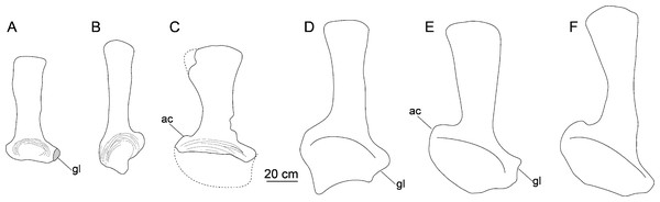 Comparison of left scapulae in lateral view.