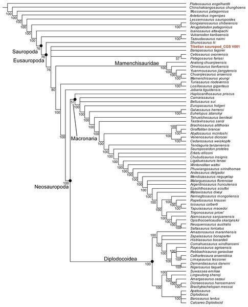 Majority rule consensus tree from 78 MPTs (TL = 1,223), positing the Tibetan sauropod as more derived than Shunosaurus but basal to Mamenchisauridae.