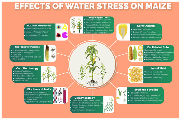 Effects of water stress on different morpho-physiological, phenological, biochemical and kernel quality related traits in maize.