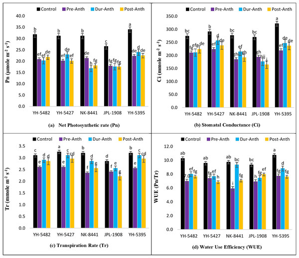 Effect of water stress on (A) net photosynthetic rate (B) stomatal conductance (C) transpirational rate and (D) water use efficiency in five maize hybrids.