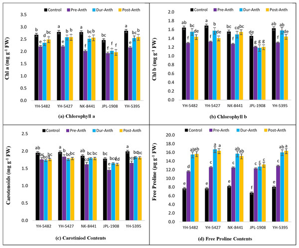 Effect of water stress on (A) chlorophyll a (B) chlorophyll b (C) carotenoid contents and (D) free proline contents in five maize hybrids.