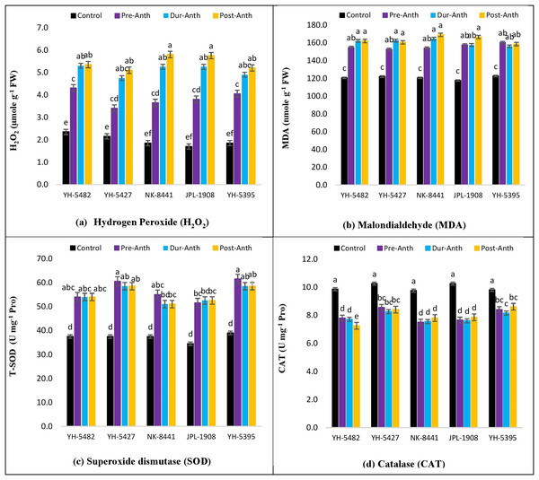 Effect of water stress on (A) H2O2 (B) MDA (C) SOD and (D) CAT in five maize hybrids.