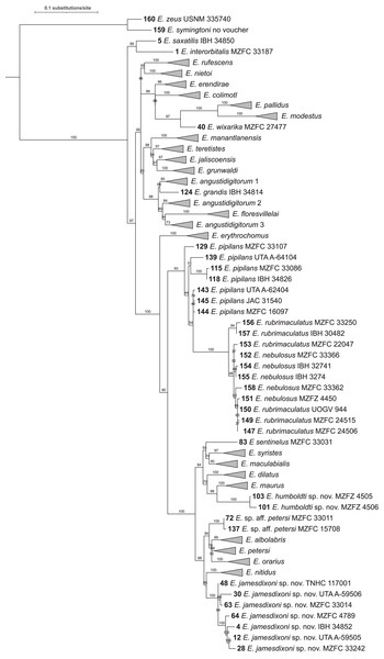 Maximum likelihood tree of 160 sequence dataset from 10 replicated runs.