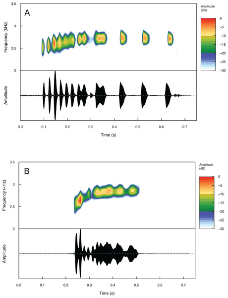 Spectrograms and oscillograms of one call from (A) a paratype (IBH 34851) of Eleutherodactylus jamesdixoni in comparison to (B) a topotypic E. nitidus sample (IBH 34809) showing differences in temporal and spectral properties.