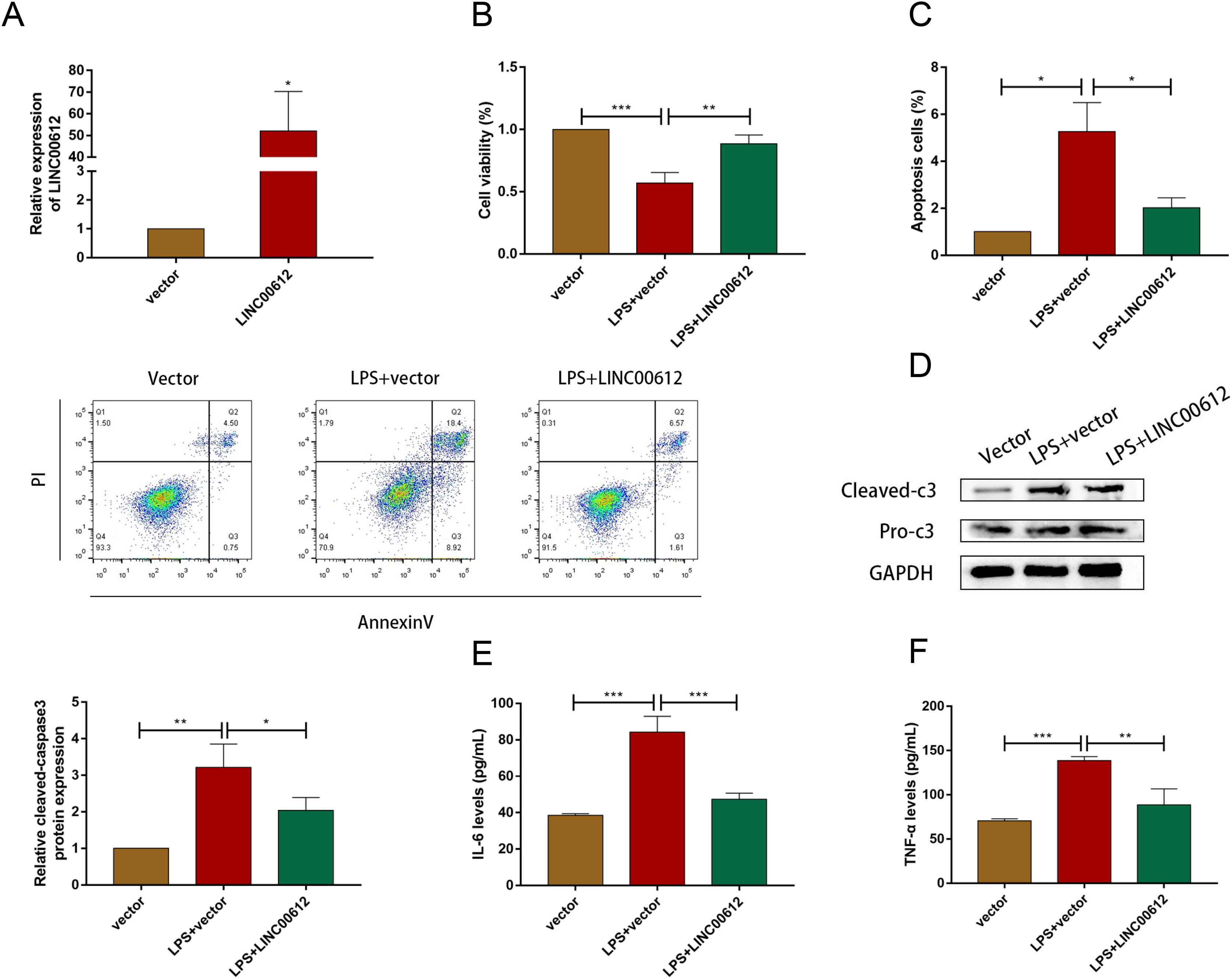 LincRNA00612 inhibits apoptosis and inflammation in LPS-induced BEAS-2B ...