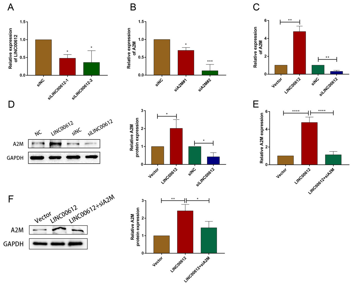 Lincrna00612 Inhibits Apoptosis And Inflammation In Lps Induced Beas 2b Cells Via Enhancing 8626