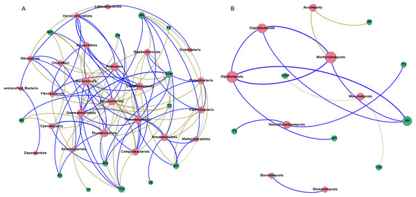 Co-occurrence network of rhizosphere microorganisms (at phylum level) and environmental factors.