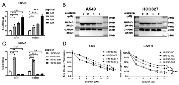 HNF4G promotes resistance to cisplatin in lung adenocarcinoma cells.