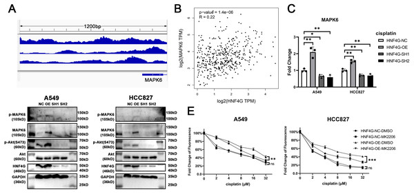 HNF4G promotes MAPK6 expression and MAPK6/Akt signaling pathway.