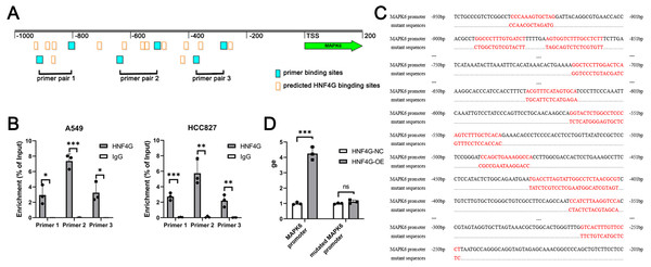 HNF4G binds to the promoter region of MAPK6 to promote MAPK6 expression.
