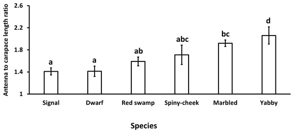 Comparison of antenna to carapace length ratio among six species of freshwater crayfish, including marbled crayfish Procambarus virginalis, Mexican dwarf crayfish Cambarellus patzcuarensis, red swamp crayfish Procambarus clarkii, signal crayfish Pacifastacus leniusculus, common yabby Cherax destructor, and spiny-cheek crayfish Faxonius limosus.