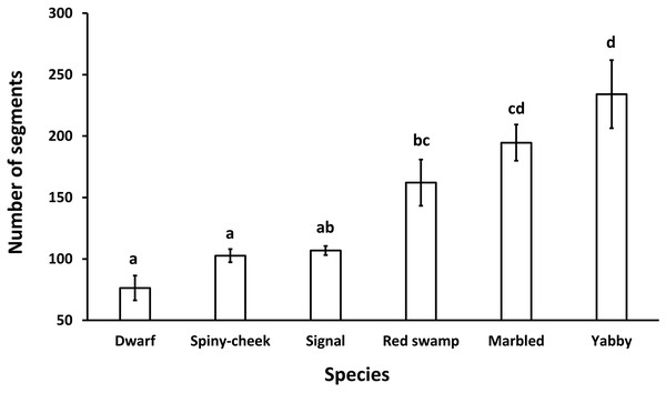 Comparison of the number of segments in the antenna of six freshwater crayfish species including marbled crayfish Procambarus virginalis, Mexican dwarf crayfish Cambarellus patzcuarensis, red swamp crayfish Procambarus clarkii, signal crayfish Pacifastacus leniusculus, common yabby Cherax destructor, and spiny-cheek crayfish Faxonius limosus.