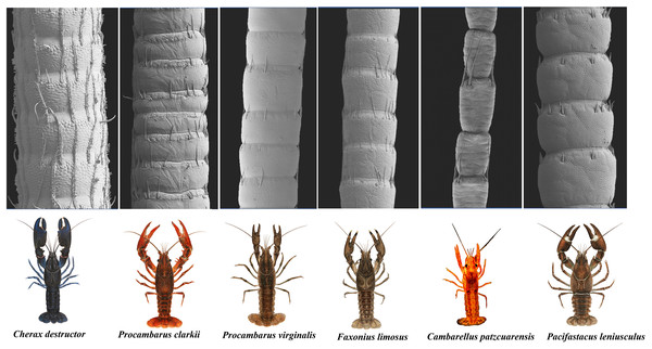 A general view of the morphology of antennae in six species of crayfish.