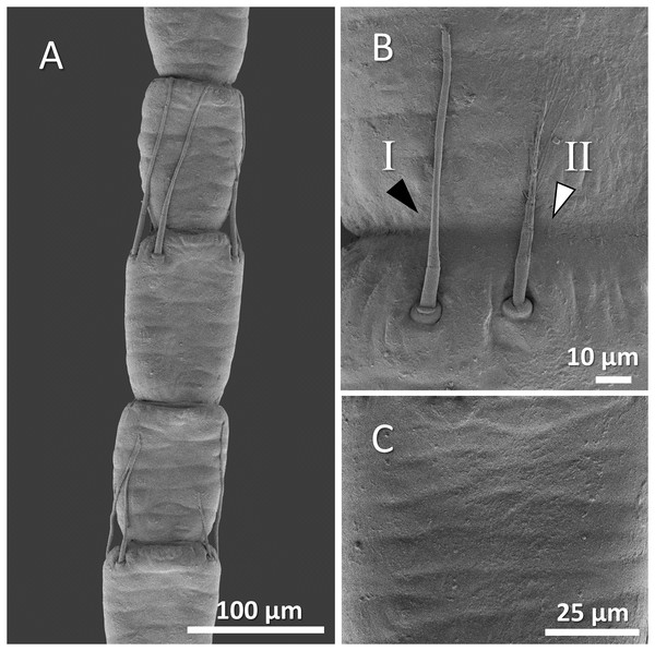 (A) An overview of antenna in Mexican dwarf crayfish (Cambarellus patzcuarensis), (B) a higher magnification of two forms of sensory hair (I, non-branched; II, branched), and (C) a higher magnification of wavy and wrinkled surface of antenna.