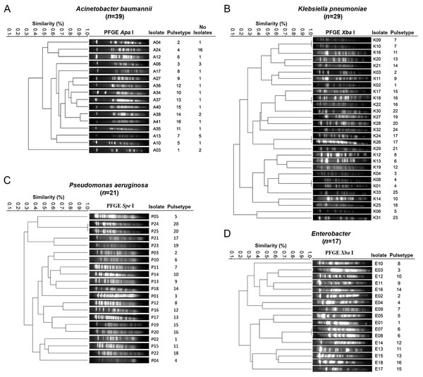 Dendrogram generated from the analysis of PFGE patterns of Gram-negative bacteria isolates from a tertiary care Mexican hospital.