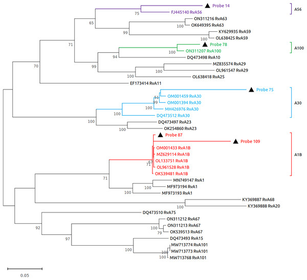 Reconstruction of the phylogenetic relationships for the detected rhinovirus (probes #14, 78, 75, 87 and 109).