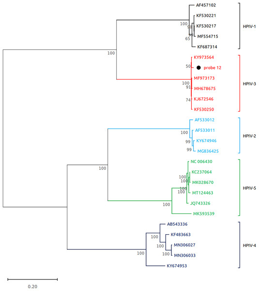 Reconstruction of the phylogenetic relationships for the detected respirovirus-3 (probe #12).