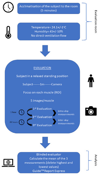 Infographics for evaluating and analyzing the infrared thermography images of the triceps surae complex.