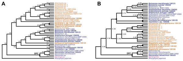 Expanded ML (A) and BI (B) phylogenies of Hexactinellida –part Euplectellidae.