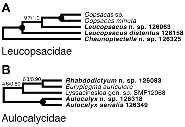 Expanded ML phylogeny of Hexactinellida –part Leucopsacidae (A) and Aulocalycidae (B).