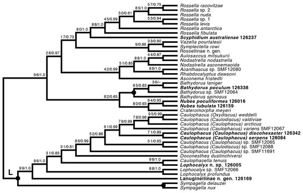 Expanded ML phylogeny of Hexactinellida –part Rossellidae.