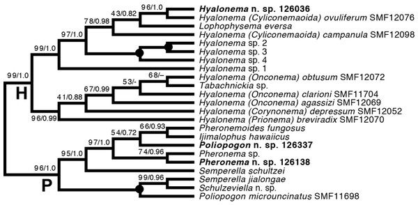 Expanded ML phylogeny of Hexactinellida—part Amphidiscophora.
