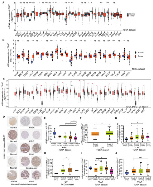 Gene and protein level of DLAT in different tumors.