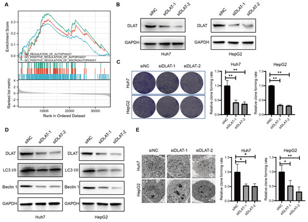 DLAT regulates autophagy in LIHC.