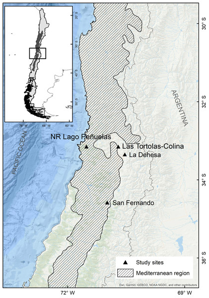 Map of the mediterranean region in Chile and the collection sites of pellets of the present study (Las Tórtolas) and the rest of studies developed by Yáñez, Rau & Jaksic (1978) (San Fernando), Jaksic & Yáñez, 1980 (La Dehesa) y Muñoz Pedreros et al., 2017 (Lago Peñuelas National Reserve).