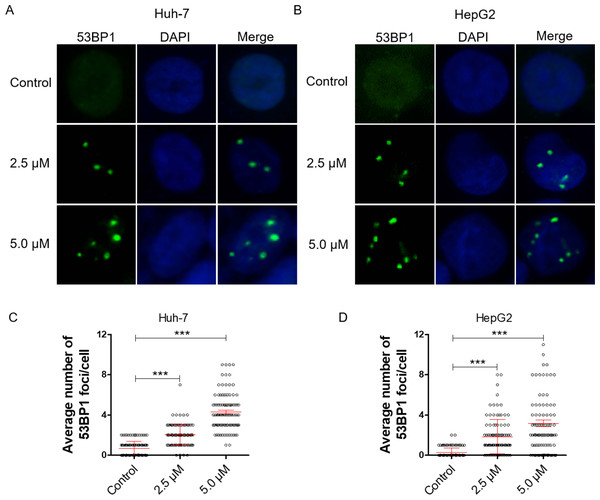 Dihydrotanshinone I inhibits cell proliferation by causing DNA damage.