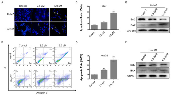 Dihydrotanshinone I induces cellular apoptosis in HCC cells.