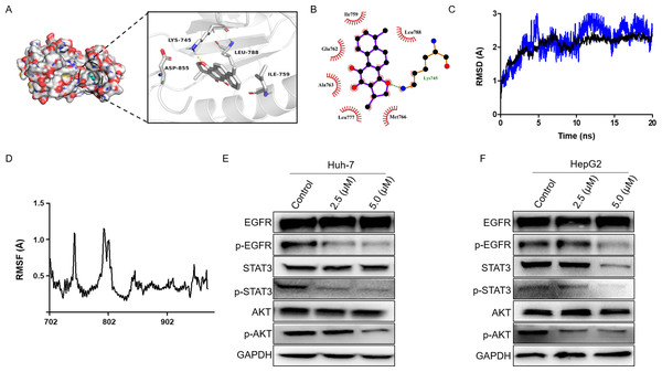 Dihydrotanshinone I inhibits EGFR downstream signaling transduction.