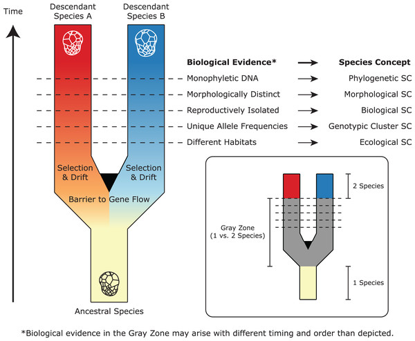 A simplified representation of Symbiodiniaceae speciation, species concepts (SC), and associated biological evidence.