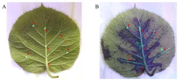 Infection path of Psa-GFPuv inoculated kiwifruit leaves.