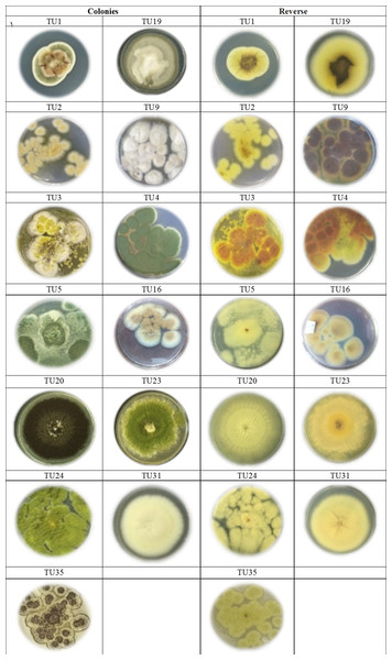 Cultures of Aspergillus. species isolated from soil invertebrates in Taif, Saudi Arabia on Czapek Agar (CZA) medium after 6 days at 25 ± 2 °C.