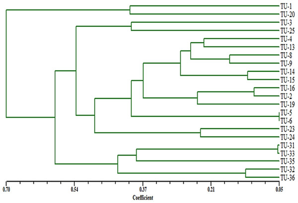 Dendrogram of genetic similarity and inter and intra-species diversity of the Aspergillus isolates.