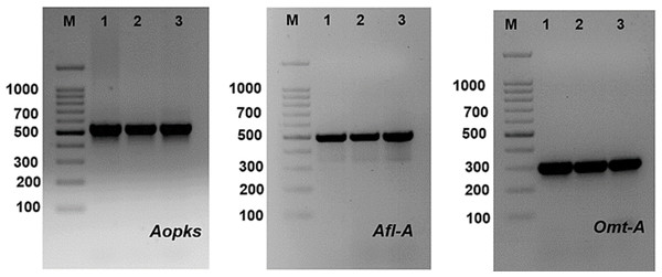 PCR amplification of some mycotoxin genes in studied Aspergillus species, where Aopks, Afl-A and Omt-A genes molecular weight are (549, 497 and 300 bp), respectively.