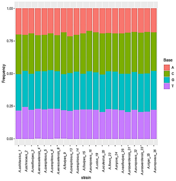 Base frequencies of 22 Aspergillus ITS isolates.