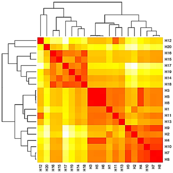 Heat map based on the number of nucleotide differences between the haplotypes.