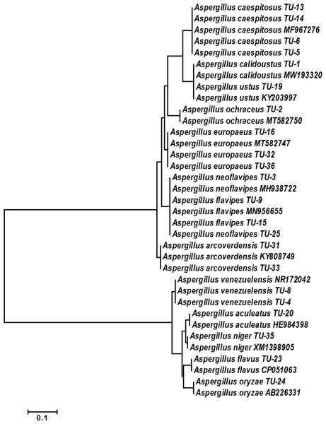 Phylogenetic tree and diversity of the 5.8S-ITS region with different Aspergillus species compared with reference Aspergillus strains.