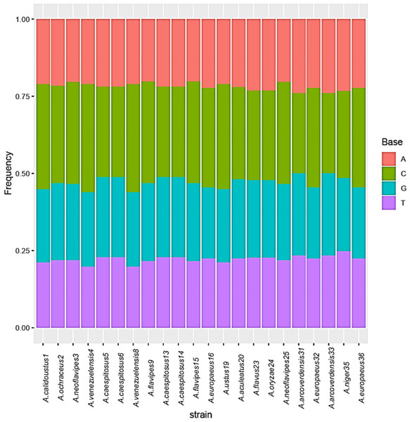 Base frequencies of 22 TEF Aspergillus isolates.