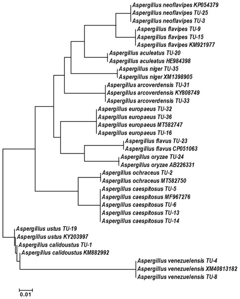 Phylogenetic tree and diversity of the TEF-1 α gene with different Aspergillus species compared with reference Aspergillus strains.