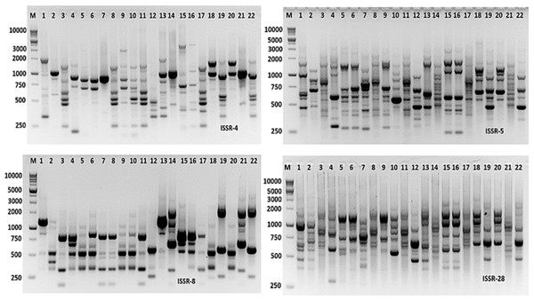 ISSR-PCR profile of the 22 Aspergillus isolates generated with ISSR primers.