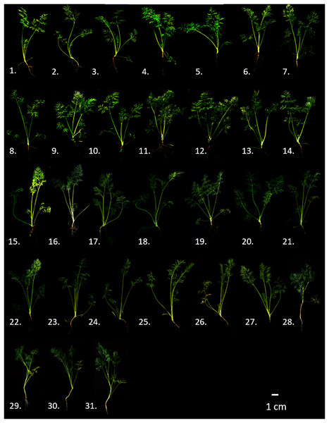 Comparative representation of indicative phenotypes of the thirty-one genotypes of dill (A. graveolens) studied.