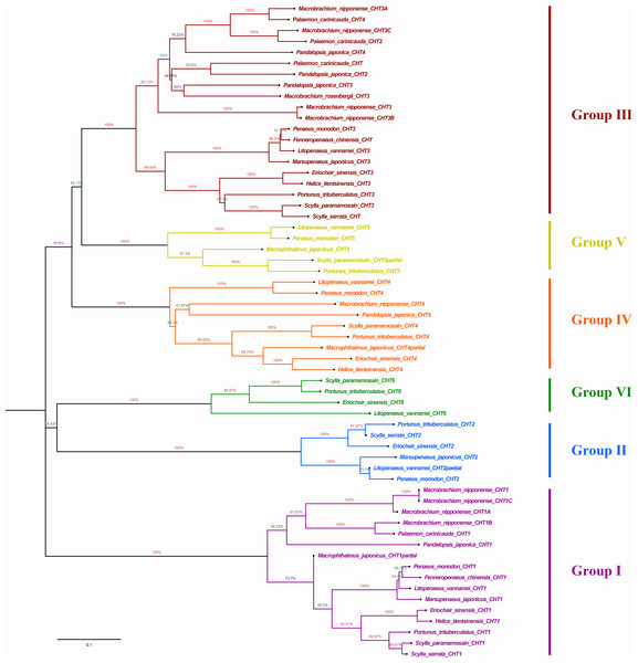 Phylogenic analysis of chitinase protein sequences in crustaceans (neighbour-joining tree).