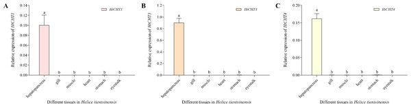 Expression profiles of the HtCHT1, HtCHT3 and HtCHT4 in H. tientsinensis.
