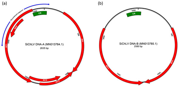 Bipartite genome of Sida chlorotic leaf virus.