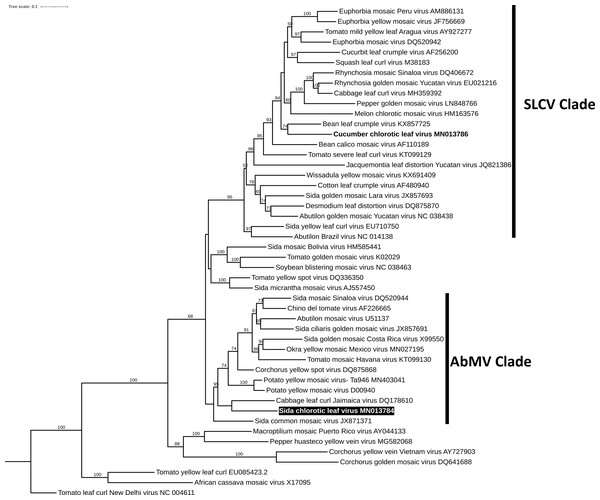 Phylogenetic analysis of Sida chlorotic leaf virus.