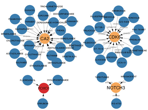 The drug network of the hub genes retrieved by the DGIdb database (https://www.dgidb.org) and visualized by cytoscape; red: up-regulated gene, orange: down-regulated gene, blue: drug.