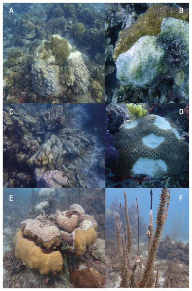 Evidence of conditions of degradation at coral reefs of Quitasueño.